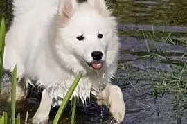 Samoyed szeniaki