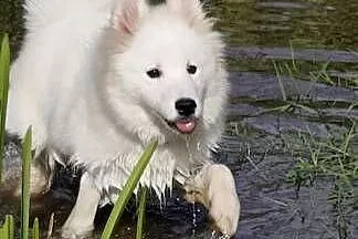 Samoyed szeniaki