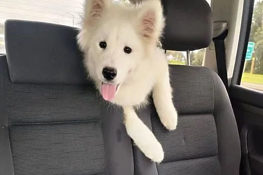 Samoyed szeniaki, Dolnośląskie, Legnica
