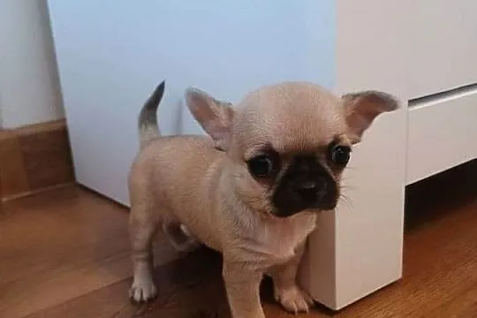 Chihuahua malutka sunia