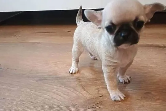 Chihuahua malutka sunia, Łódzkie, Łękińsko