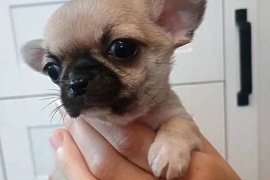 Chihuahua malutka sunia, Łódzkie, Łękińsko