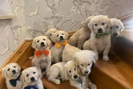 Szczeniak Golden Retriever, Dolnośląskie, Witoszyce