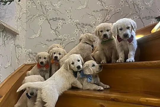 Szczeniak Golden Retriever, Dolnośląskie, Witoszyce