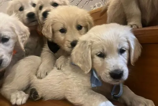 Szczeniak Golden Retriever, Dolnośląskie, Witoszyce