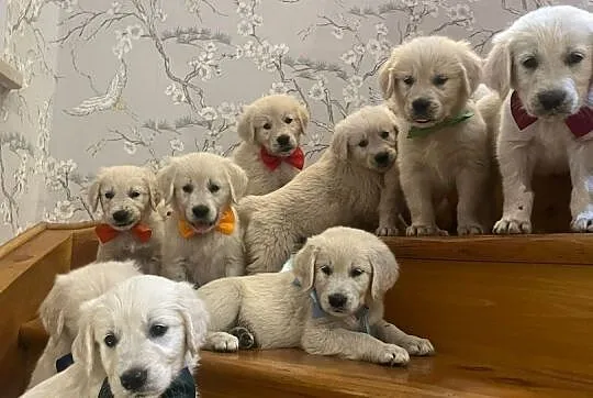 Szczeniak Golden Retriever, Dolnośląskie, Witoszyce
