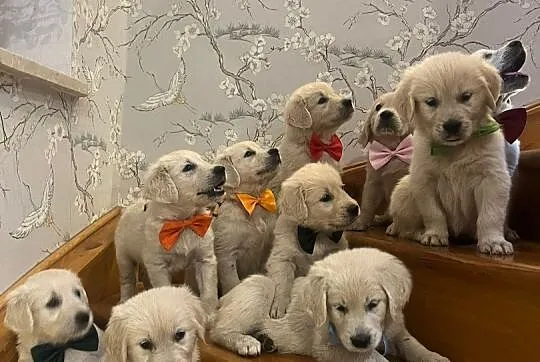 Szczeniak Golden Retriever, Dolnośląskie, Witoszyce