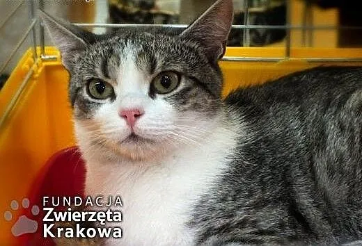 Leon przystojniak, małopolskie Kraków