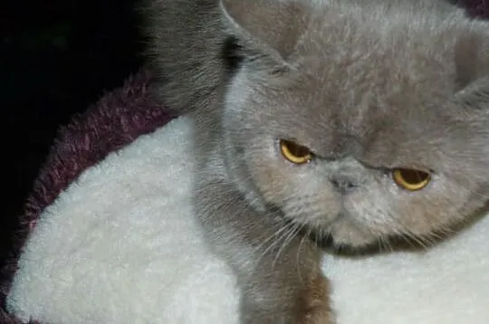Liliowy kotek 5 miesięcy