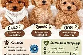 Pudelki toy baby face Xxs b.genetyczne