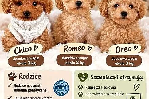 Pudelki toy baby face Xxs b.genetyczne