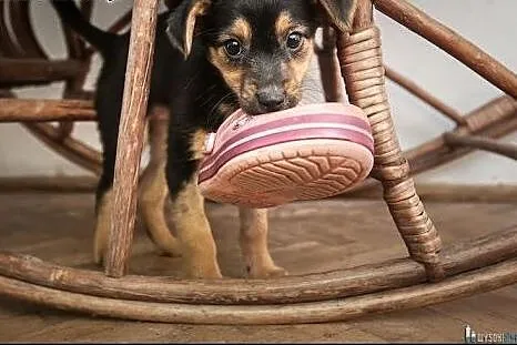 MIĘTA odda Tobie całe psie serducho,  mazowieckie Warszawa
