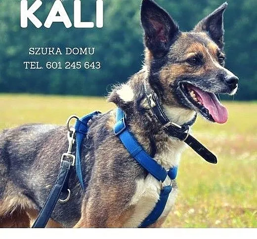 Tajemnicza Kali szuka domu, świętokrzyskie Kielce