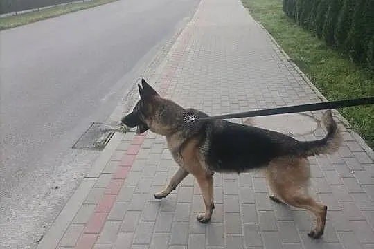Pies owczarek, Podkarpackie, Wyżne