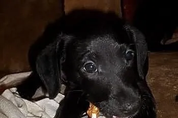 Iva - suczka do adopcji, szuka dobrego domu
