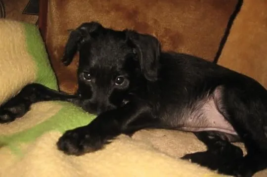 Iva - suczka do adopcji, szuka dobrego domu