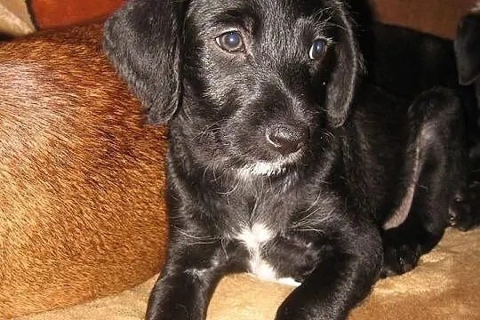 Iva - suczka do adopcji, szuka dobrego domu