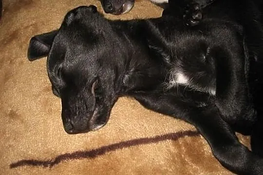 Iva - suczka do adopcji, szuka dobrego domu