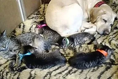 Śliczne kocie dzieci zsocjalizowane z psem do adop