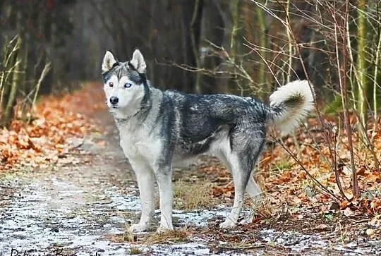 Shelma Husky czeka na miłośnika rasy w schronisku 