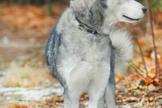 Shelma Husky czeka na miłośnika rasy w schronisku 