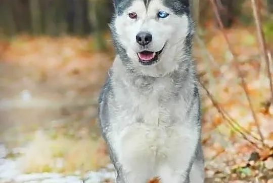 Shelma Husky czeka na miłośnika rasy w schronisku 