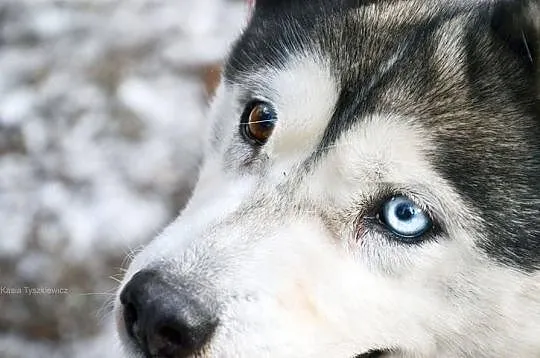 Shelma Husky czeka na miłośnika rasy w schronisku 