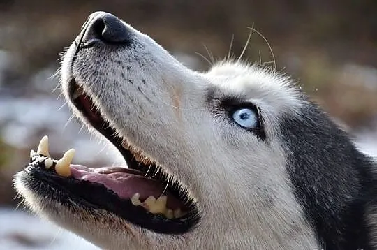 Shelma Husky czeka na miłośnika rasy w schronisku 