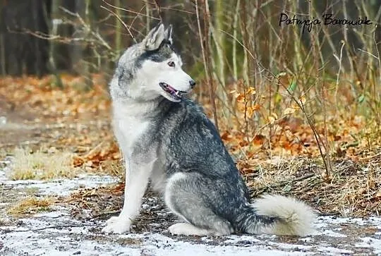 Shelma Husky czeka na miłośnika rasy w schronisku 