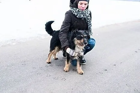 Frotek, całuśny, spragniony miłości psiaczek szuka