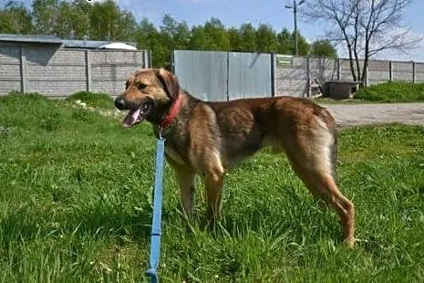 Dżeka z braćmi porzucono w lesie - bracia w domu, 