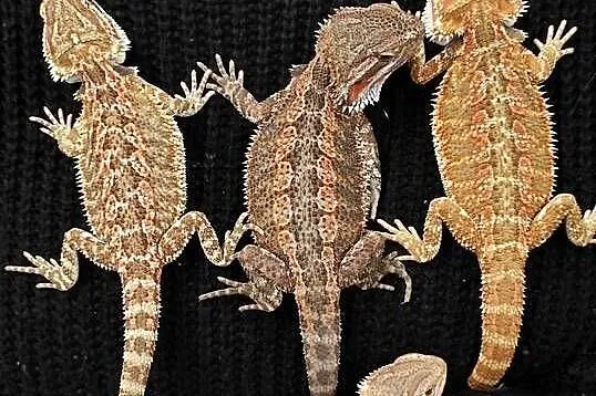 Agama brodata, Małopolskie, Tarnów