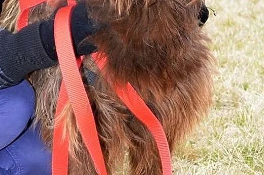 Dino - szuka domu,  warmińsko-mazurskie Bartoszyce