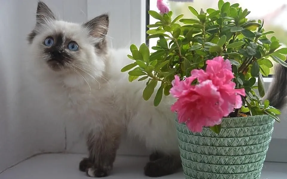Cudowna Koteczka RAGDOLL