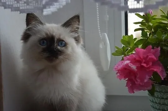 Cudowna Koteczka RAGDOLL