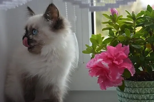Cudowna Koteczka RAGDOLL