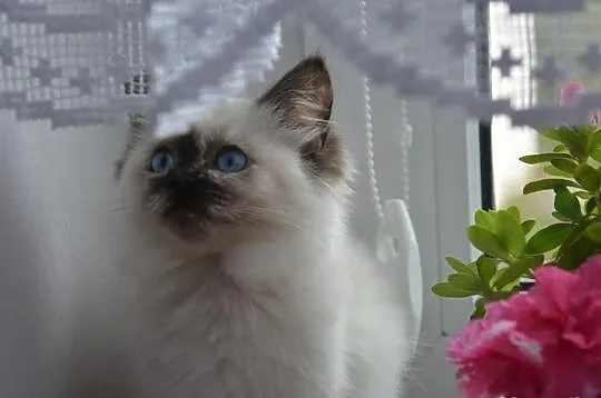 Cudowna Koteczka RAGDOLL