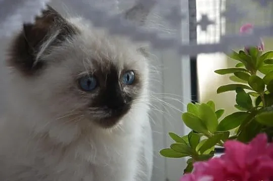 Cudowna Koteczka RAGDOLL
