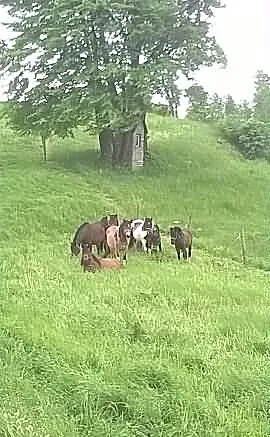 Hucul, klacze, kon