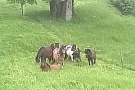Hucul, klacze, kon