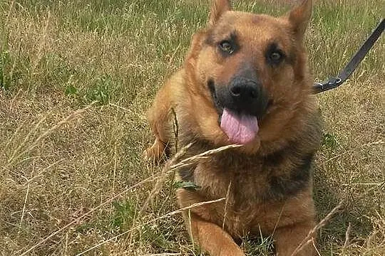 Zuma, 3letnia, łągodna suczka w typie OWCZARKA adopcja