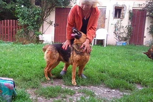 Zuma, 3letnia, łągodna suczka w typie OWCZARKA ado