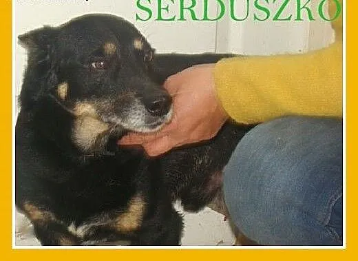 SERDUSZKO- mały piesek,przytulaśny, łagodny, przyj
