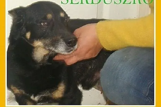 SERDUSZKO- mały piesek,przytulaśny, łagodny, przyj
