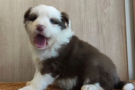 Rasowa suczka Border Collie z pełną dok. przebadani rodzice