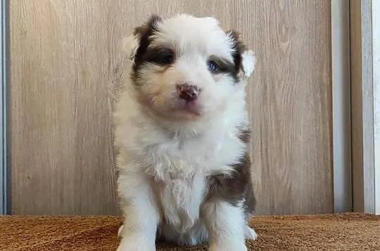 Rasowa suczka Border Collie z pełną dok. przebadani rodzice, Podkarpackie, Iwonicz
