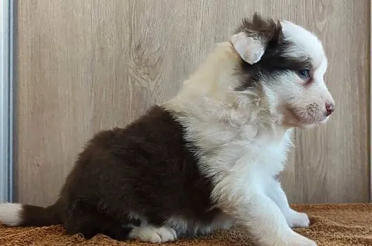 Rasowa suczka Border Collie z pełną dok. przebadani rodzice, Podkarpackie, Iwonicz