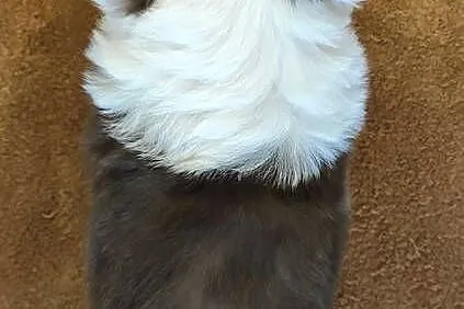 Rasowa suczka Border Collie z pełną dok. przebadani rodzice, Podkarpackie, Iwonicz