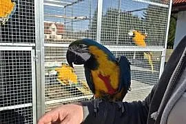 Papugi Ara Ararauna