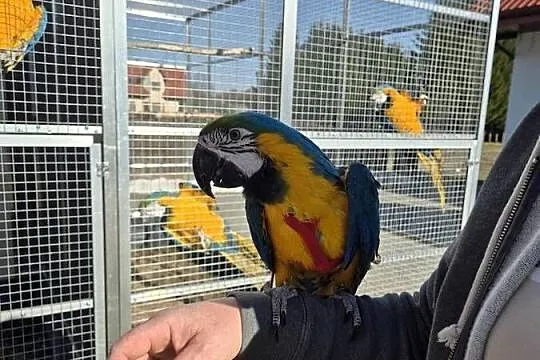 Papugi Ara Ararauna